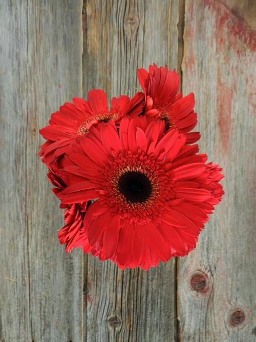Wholesale Inferno Red Gerbera Daisy Delivered Online FlowerFarm